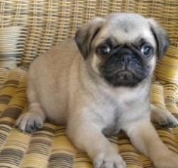 Charming and Cute Pug Available