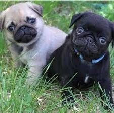 Cute Pug Pups Available