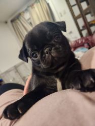 New Pugs Puppies from Coconut Creek FL