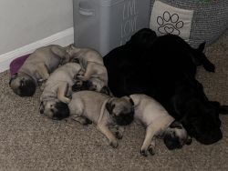 Hello I have 4 Fawn pugs for rehoming they turn 2 months on April 9th