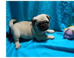 pug puppy for adoption