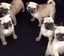 Beautiful Pure Bred Pug Puppies For Sale