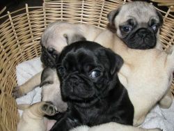 Extra Charming pug Puppies