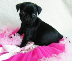 3 Black Girl and a boy Pug Puppies