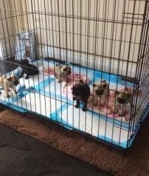 ** Gorgeous Registered Fawn & Black Pug Puppies **