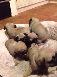well trained pug puppies for re-homing