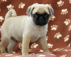 Top Quality Pug Puppies For Sale