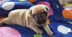 extraordinary Pug puppies for sale