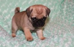 Sweet adorable Pug puppies for sale