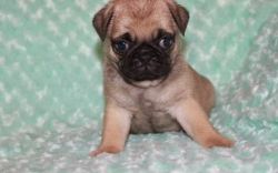 fascinating Pug puppies for sale now