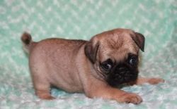 cooperative Pug puppies for sale