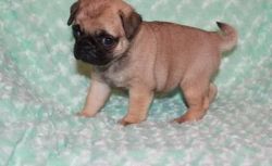 talented Pug puppies ready for sale