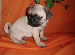 Nice Looking Pug Puppies For Sale