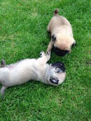 Gorgeous Pugs, AKC registered
