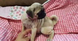 Registered Pug Puppies For Sale