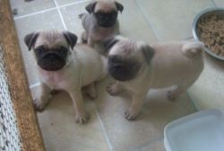 Fawn Pug Puppies For Sale