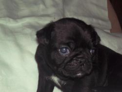 Cute Male Black Face Pug puppy
