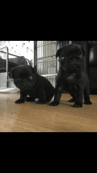 Male and female black pug for XMAS gift