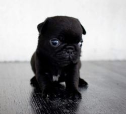 black pug puppies for sale