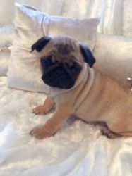 We Are Now Ready Gorgeous Pug Puppies