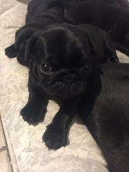 Gorgeous Kc Registered Black Pug Puppies