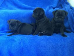 Male Platinum Pug Puppy Looking For Home.