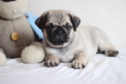 Two Gorgeous Pug Dogs For Sale
