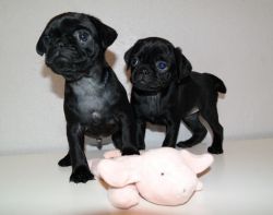 Pug Black Pedigree Chunky Pug Pups For Sale