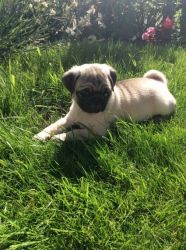 best pug puppies for adoption
