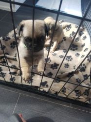 Ready To Leave!kc Reg!pug Puppy