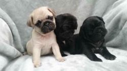 Cute male and female Pug puppies ready to go now (xxx)-xxx-xxxx