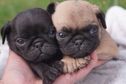 Charming pug Puppies Available-call(xxx) xxx-xxx8