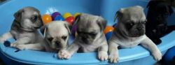 Akc Registered Pug puppies