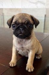Gorgeous Male and Female Pug Puppies