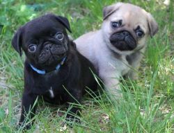 Litter of Black and fawn Pug Puppies