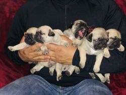 Pug puppies males and females
