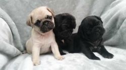 Cute and awesome Pug puppies