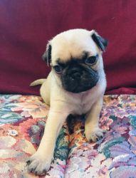 Beautiful Pug Puppies Ready Now!