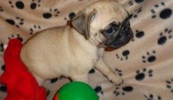 Pug Puppies Ready Now! Financing available