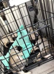 pug puppies for sale{Pug Puppies ** Ready Now - Fully Vaccinated **}