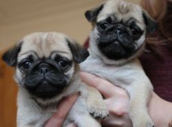 TWO CUTE MALE/FEMALE PUG PUPPIES