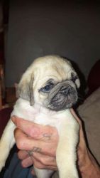 2 Black And 3 Fawn Pug Puppies Available For New Homes