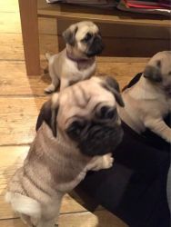Pug puppies and chihuahuas for sale