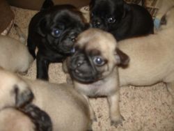 Cute Pug Puppies Ready For A New Home