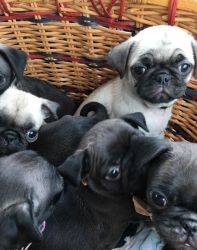 Gorgeous Pug Puppies For Lovely Homes