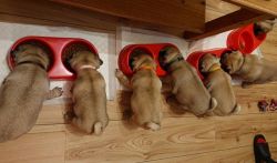Stunning Fawn Male and female PUG Available.