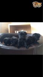 Perfect Pug Puppies Health Tested Parents