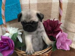 Two Stunning Akc Registered Pug Puppies