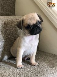 pug available for adoption
