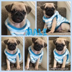 AKc Registered Pug Puppies 'still Available'